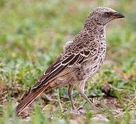 Rufous-tailed Weaver