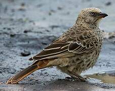 Rufous-tailed Weaver