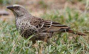 Rufous-tailed Weaver