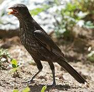 Rufous-tailed Weaver