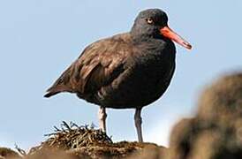 Black Oystercatcher