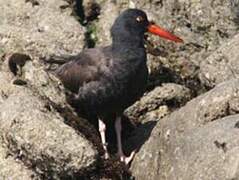 Black Oystercatcher