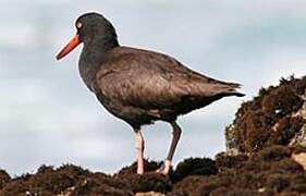 Black Oystercatcher