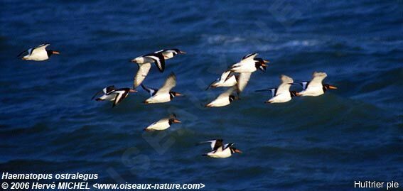 Eurasian Oystercatcher