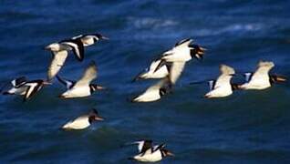 Eurasian Oystercatcher