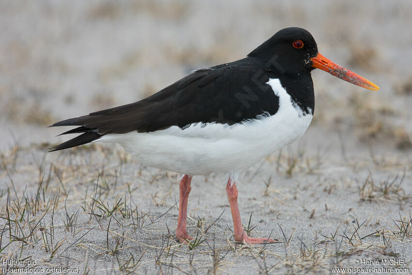 Eurasian Oystercatcher