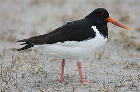 Eurasian Oystercatcher