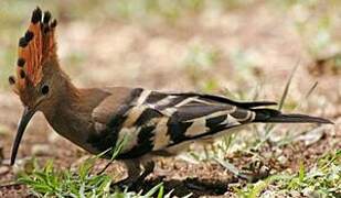 African Hoopoe