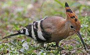 African Hoopoe