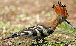 African Hoopoe