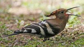 African Hoopoe