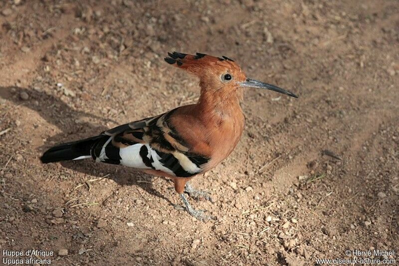 African Hoopoe male adult