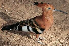 African Hoopoe