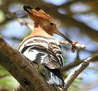 African Hoopoe