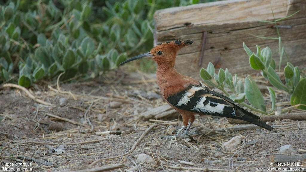 African Hoopoe male adult breeding