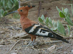 African Hoopoe