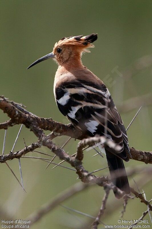 African Hoopoe female adult