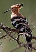 African Hoopoe