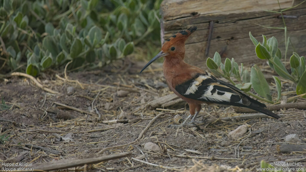 African Hoopoe