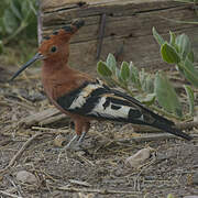 African Hoopoe