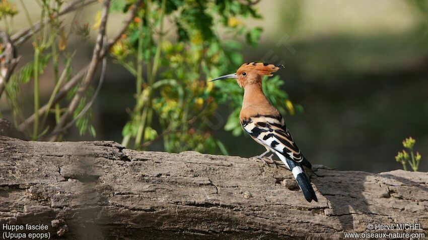 Eurasian Hoopoe