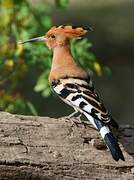 Eurasian Hoopoe