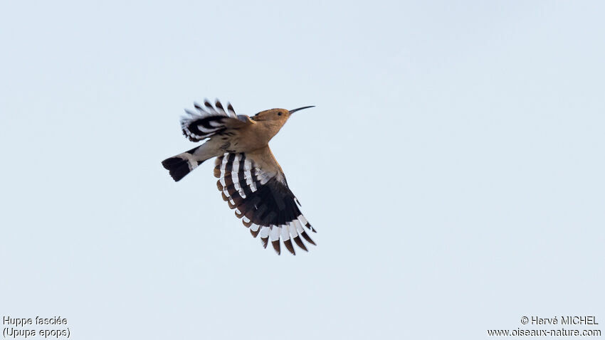 Huppe fasciéeadulte