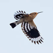 Eurasian Hoopoe