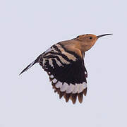 Eurasian Hoopoe