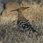 Eurasian Hoopoe