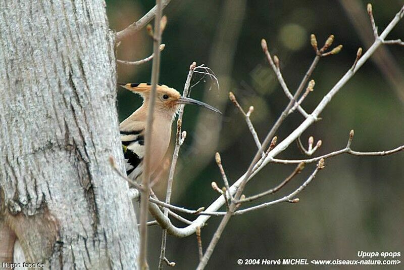 Eurasian Hoopoe