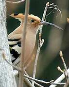 Eurasian Hoopoe