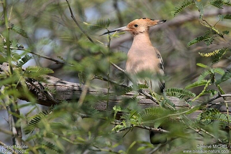 Huppe fasciée, identification