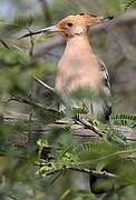 Eurasian Hoopoe