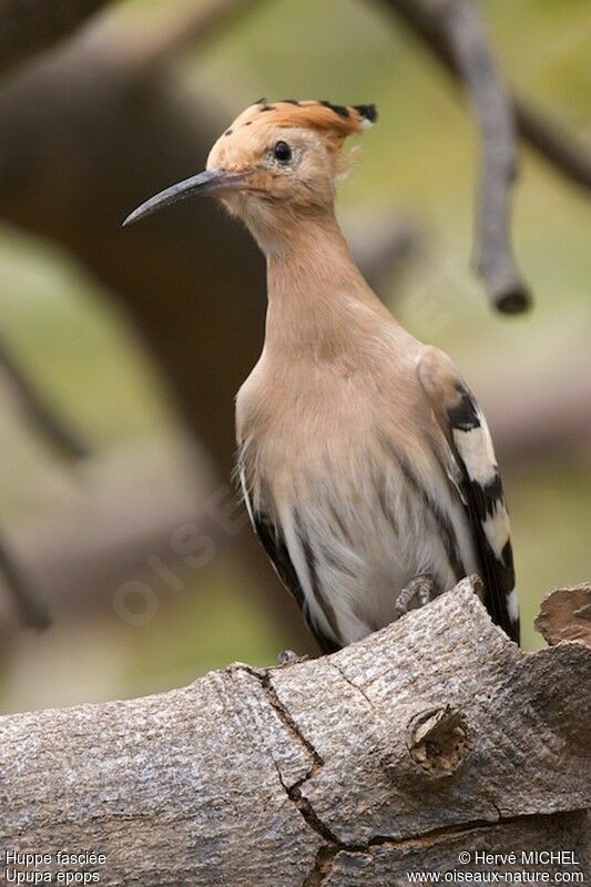 Eurasian Hoopoe, identification