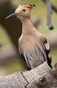 Eurasian Hoopoe