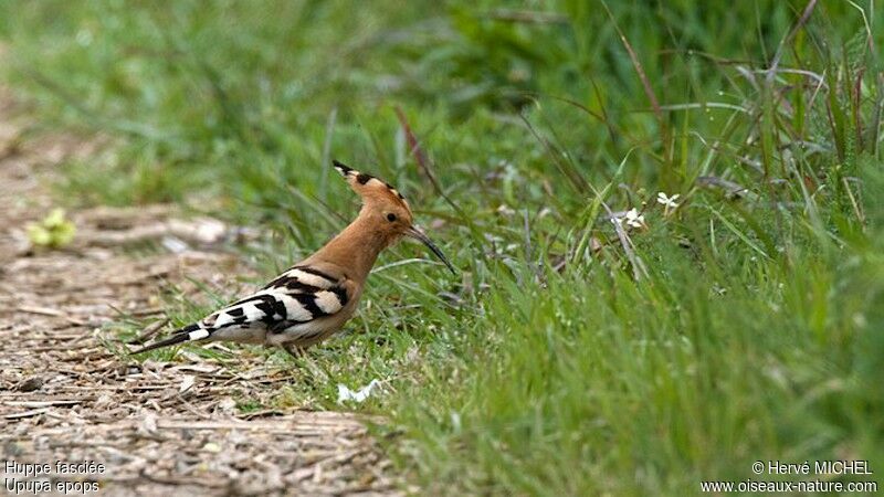 Huppe fasciée, identification