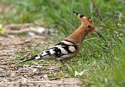 Eurasian Hoopoe