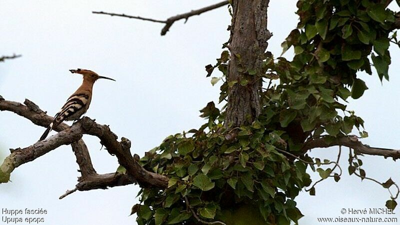 Eurasian Hoopoeadult, identification