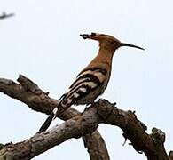 Eurasian Hoopoe