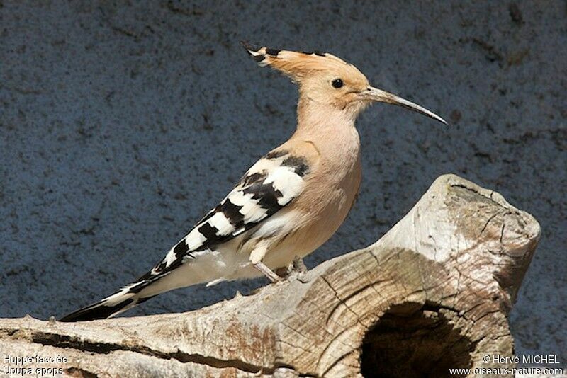 Eurasian Hoopoeadult, identification