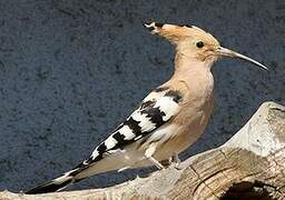 Eurasian Hoopoe