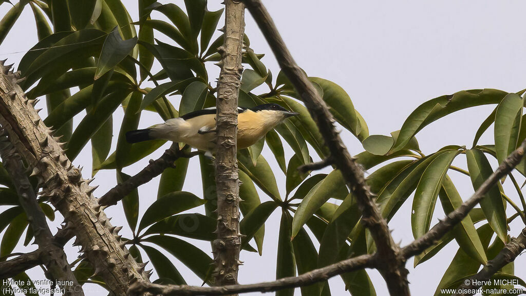 Yellow-bellied Hyliota