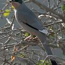 Hypocolius gris