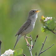 Booted Warbler