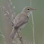 Booted Warbler