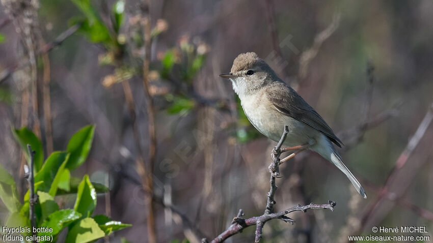 Booted Warbler