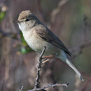 Booted Warbler