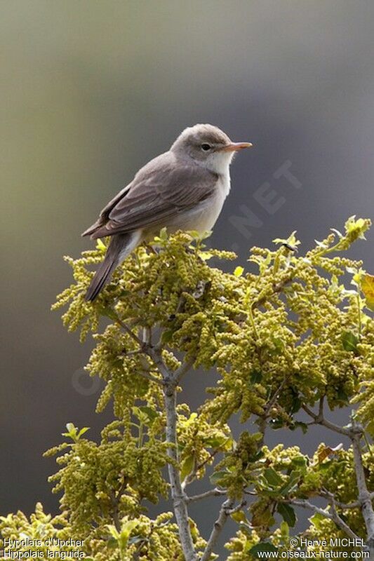 Upcher's Warbler male adult breeding