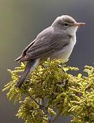 Upcher's Warbler